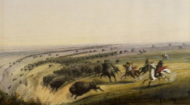 Buffalo being chased off a cliff as seen and painted by Alfred Jacob Miller in the late 19th-century.