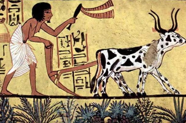 Burial chamber of Sennedjem, Scene: Plowing farmer. 