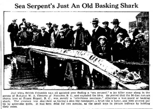 Cadborosaurus Willsi article.