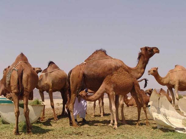 Camels feeding in Saudi Arabia.