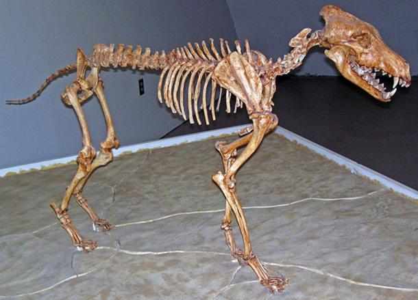 Canis dirus Leidy, 1858 - fossil dire wolf skeleton from the Pleistocene of North America.