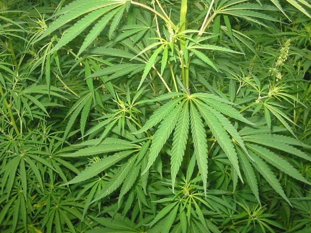 Cannabis sativa plant