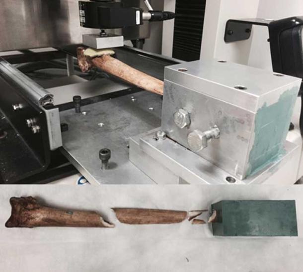 Cantilever bending test configuration; the cassowary bone dagger was fixed at 20% of the overall length from the tip. (Dominy et al. 2018)