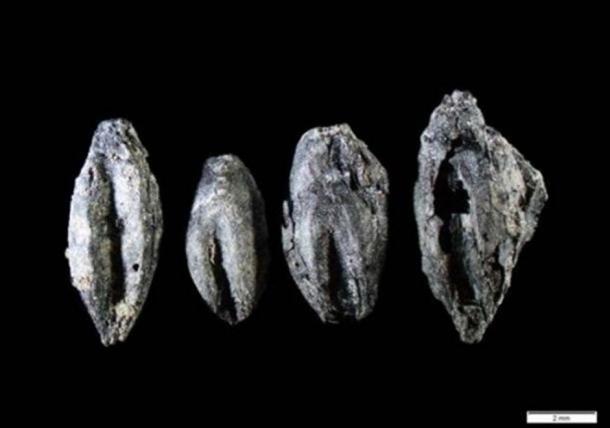 Carbonized germinated grains found at Uppåkra, Sweden. (Credit: Mikael Larsson)