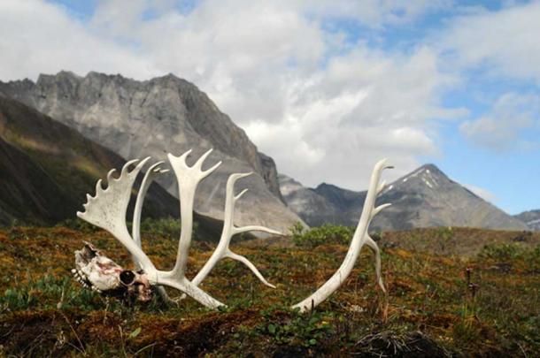 Caribou Antlers and Skull in Gates of the Arctic National Park. 