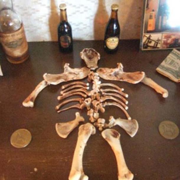 The Carlingford Leprechaun bones.