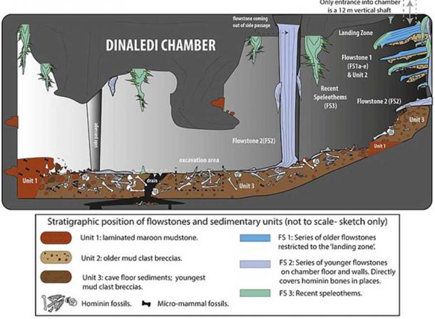 Cartoon illustrating the geological and taphonomic context and distribution of fossils, sediments and flowstones within the Dinaledi Chamber, where H. naledi bones were excavated.