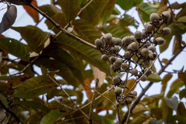 La Castilla elastica, o árbol de caucho de Panamá, es originaria de México y América Central. Era la principal fuente de látex y fue utilizado por los olmecas y otros pueblos mesoamericanos para hacer caucho mezclándolo con el jugo de las enredaderas de gloria de la mañana. (Rupendra Singh/Adobe Stock)