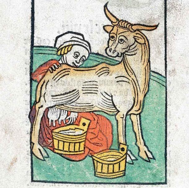 El ganado era la moneda principal en la antigua Irlanda. Las vacas eran a menudo parte del arreglo de crianza. (Bienvenidos / CC BY 4.0)