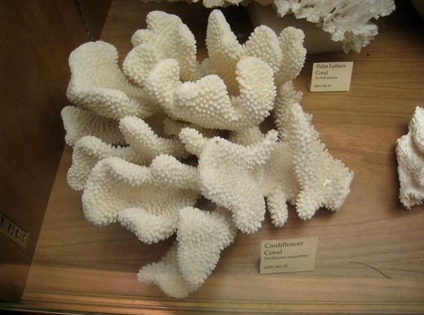 Cauliflower coral (Pocillopora meandrina).