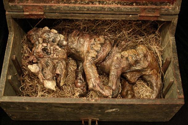 Ceratopsid Dinosaur of the Merrylin Cryptid Museum.