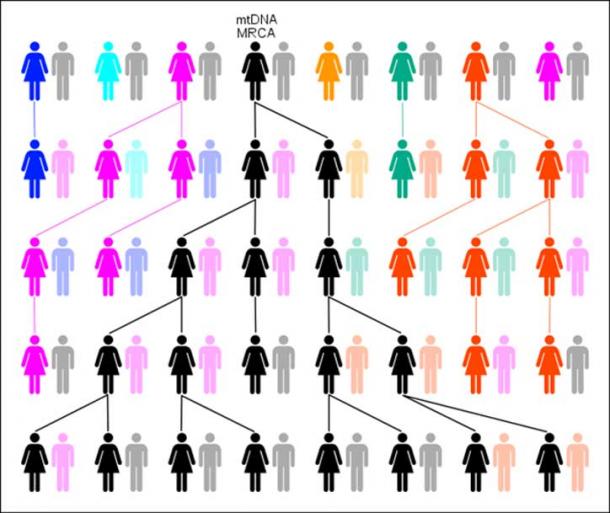 Chart showing the evolution of mtDNA Haplogroups to MRCA. (C. Rottensteiner/CC BY SA 3.0)