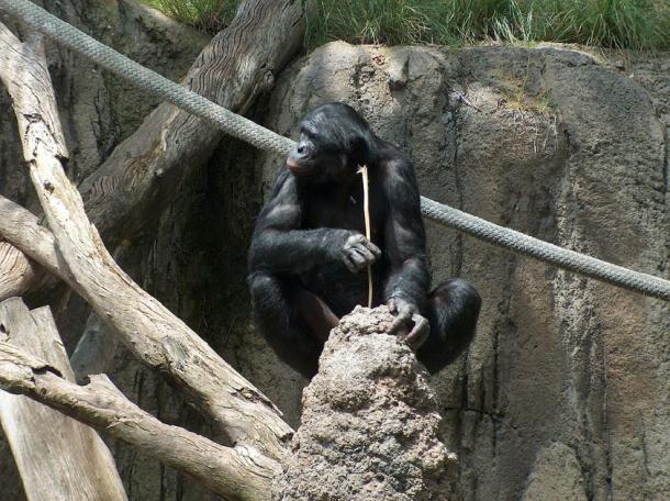 Chimp using stick as a tool to eat ants. (Mike R / CC BY-SA 3.0)