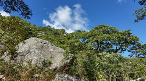 Chongoni Forest (Steward, P / CC BY NC 2.0)