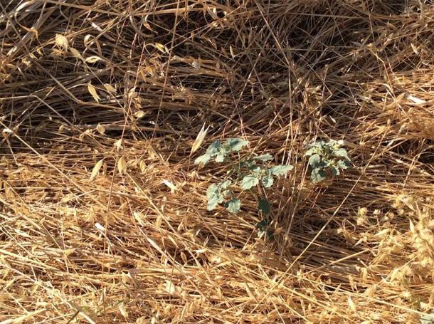 The Chrozophora tinctorial herb used to recreate the medieval blue pigment. (Paula Nabais et al. / Science Advances)