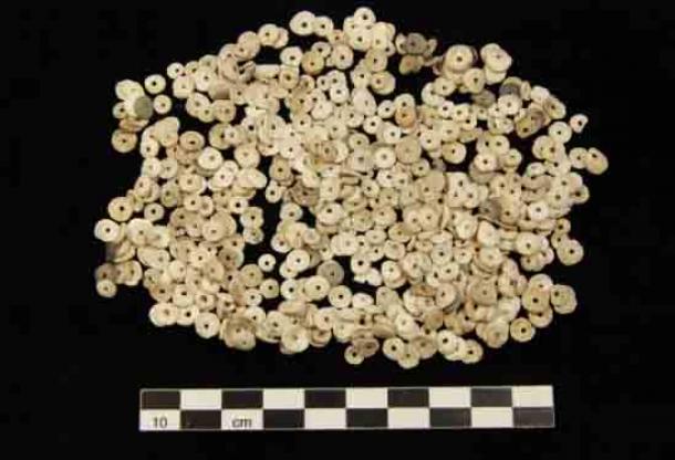 Cuentas huecas de chumash de caracoles de mar oliva enanos morados (Olivella biplicata). (Crédito: colección Lynn Gamble/SBMNH)