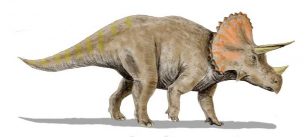 Classical reconstruction of a Triceratops
