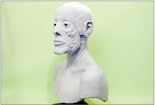 Clay reconstruction by Swiss expert Marcel Nyffenegger