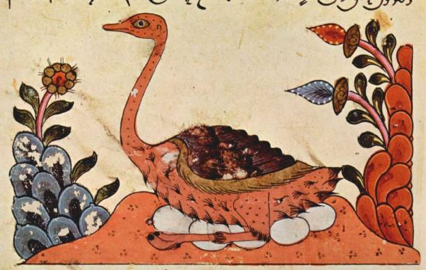 El cambio climático y la caza contribuyeron a la extinción del avestruz árabe, pero deambularon ampliamente por las penínsulas arábiga y del Sinaí. Imagen del Libro de los animales de al-Jahiz, Siria, siglo XIV (dominio público)