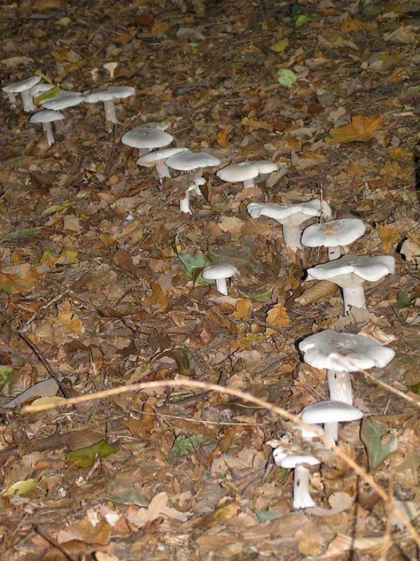 Clitocybe nebularis mushrooms in part of a ring.