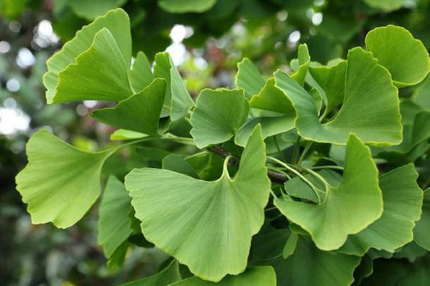 Close up of ginkgo tree leaves. (Profotokris / Adobe stock)