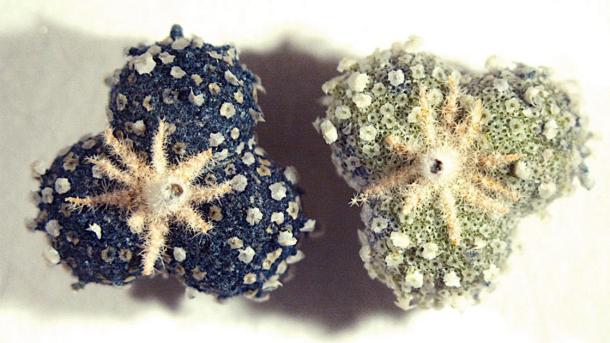 Close-up of Chrozophora tinctoria fruits collected in Portugal and used to recreate the medieval blue ink. Source: Paula Nabais et al. / Science Advances