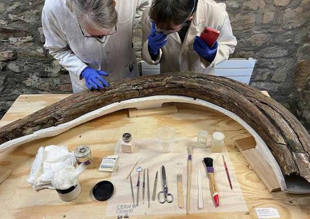 Close inspection of the excavated steppe mammoth bones, some of which have possible butchery marks. (DigVentures)
