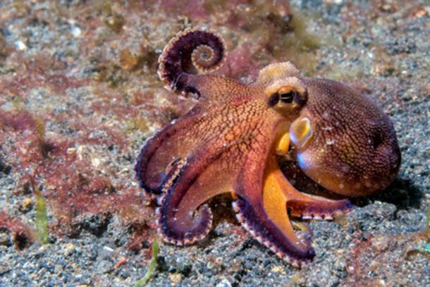 Coconut octopus underwater macro portrait on sand. (Andrea Izzotti /Adobe Stock)