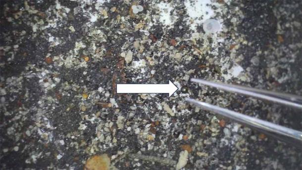 Collected material from the magnetic sled at IM1’s site, showing a 0.4-millimeter diameter iron-rich spherule (white arrow) amongst a background of shell hash and other debris. (Avi Loeb/Medium)