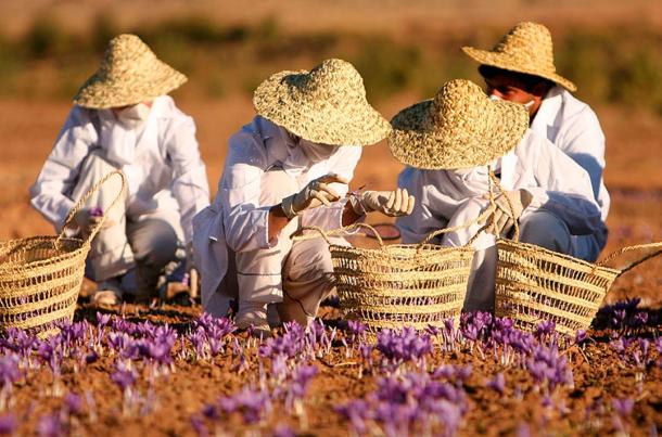 Collecting saffron at a farm in Torbat heydariyeh, Razavi Khorasan province, Iran