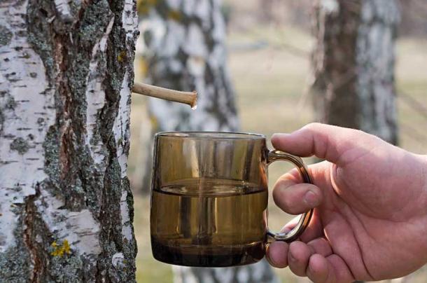 Collecting birch sap. (balakleypb /Adobe Stock)