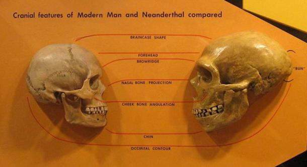 Comparison of Neanderthal and Modern human skulls from the Cleveland Museum of Natural History. 