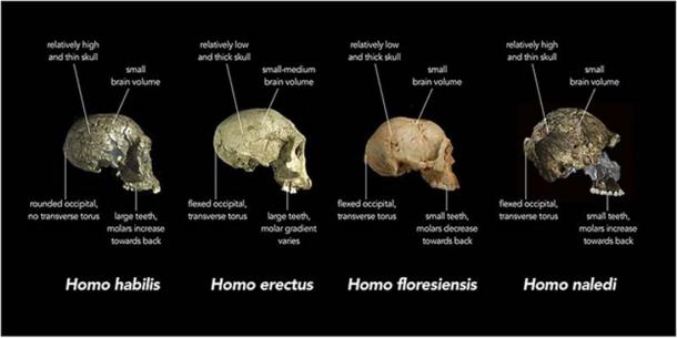 Σύγκριση των χαρακτηριστικών του κρανίου του Homo naledi και άλλων πρώιμων ανθρώπινων ειδών. (Animalparty / CC BY-SA 4.0)