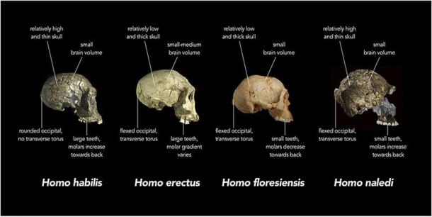 Comparison of the crania of ancient hominins. (Chris Stringer, Natural History Museum, United Kingdom/CC BY 4.0)