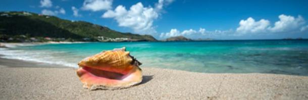 Conch shell of the Caribbean (forcdan/ Adobe Stock)