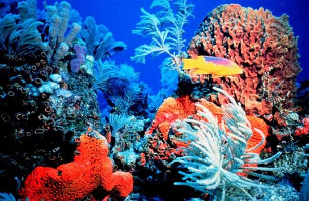 Coral reef.
