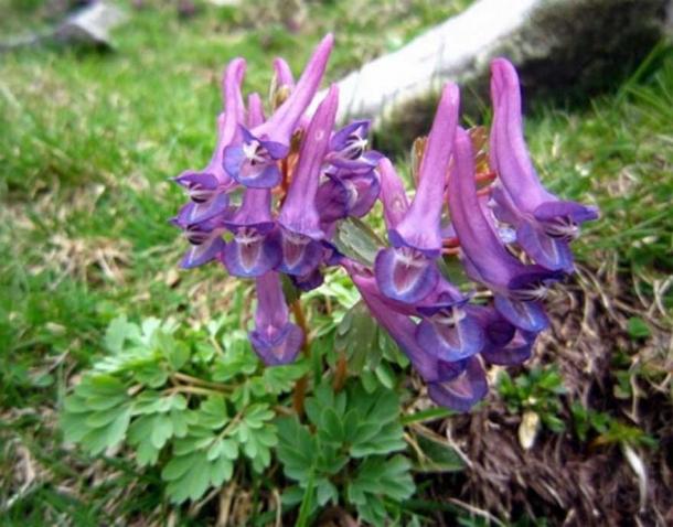 The Corydalis yanhusuo plant whose root is used in traditional Chinese medicine pain relief 