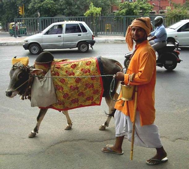 Cow on Delhi street. 