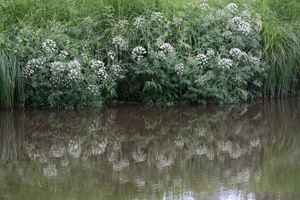 Cowbane or Northern Water Hemlock (Cicuta virosa) is growing by Keravanjoki river in Kerava, Finland.