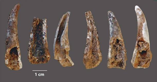 Cracked-open and burnt fragments of pincers of the edible crab (cancer pagurus) found at the Figueira Brava cave, showing evidence of the Neanderthals’ seafood diet. (João Zilhão / University of Barcelona )