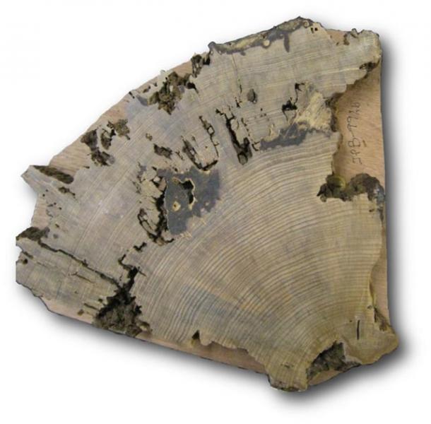Cross-section of a sample taken from the Pueblo Bonito plaza tree. (Christopher Guiterman / University of Arizona)