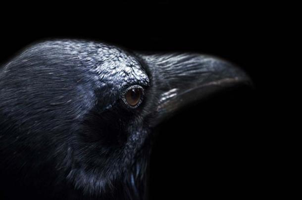 Crows and ravens have not always been seen in a negative light