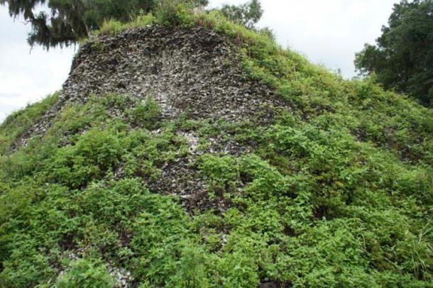 This giant Crystal River shell mound in Florida, primarily made of shells from oysters, shows just how rich these oyster beds were thousands of years ago when the indigenous ensured they remained a sustainable resource with their management wisdom. (Victor Thompson / Smithsonian)
