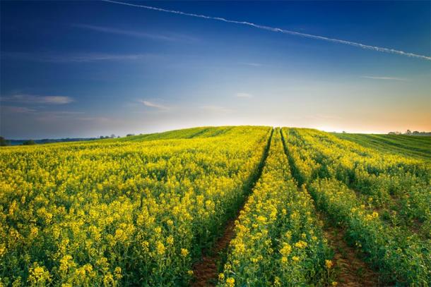 Cultivated field in Masuria. (ysuel / Adobe stock)