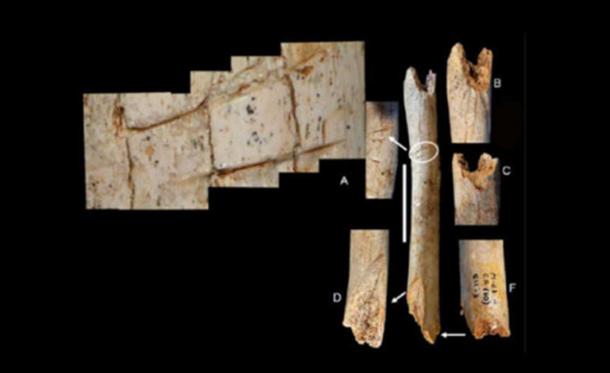 Cut marks observed on the femur of the Neanderthal child.