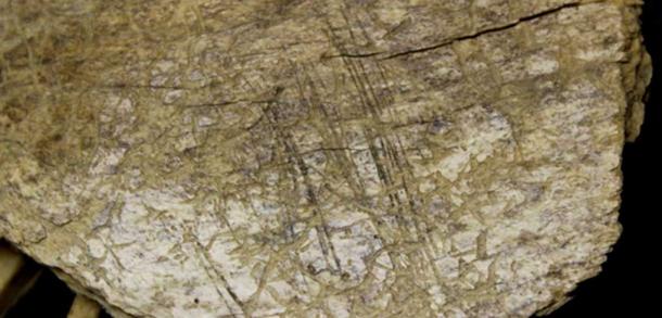 Cut marks in the jaw bone of a now-extinct Yukon horse serve as evidence that humans occupied the Bluefish Caves in Yukon, Canada, up to 24,000 years ago. Photo by Bourgeon et al