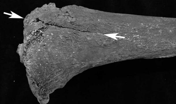 ut on the leg (tuberositas tibiae), probably form a sword. (Image: Per Holck, University of Oslo)