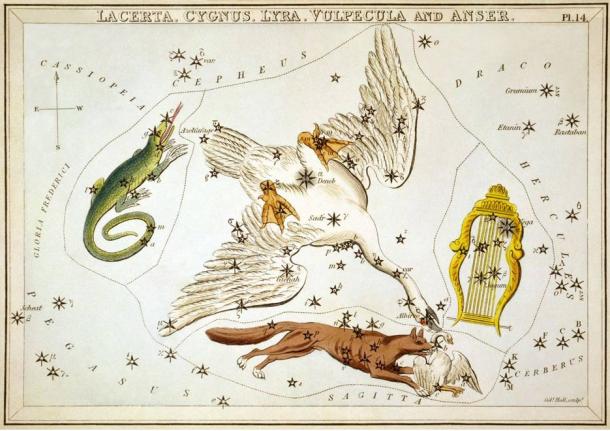 Cygnus the Swan c.1825. Surrounding it are Lacerta, Vulpecula and Lyra.