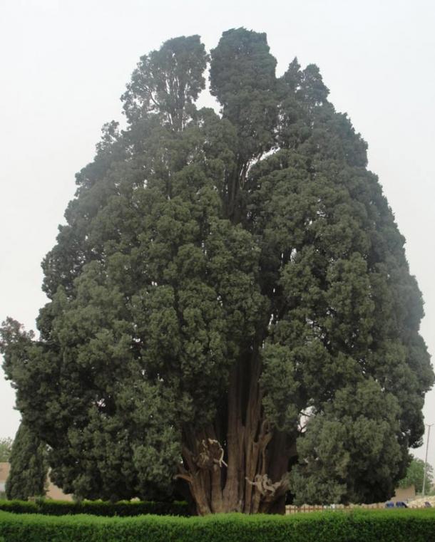 The Cypress of Abarkuh in the city of Yazd in Iran