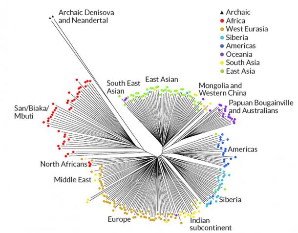 Common relationships were traced via DNA deletions among groups of humans. The longer lines show groups with more missing DNA. 